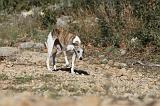 WHIPPET 120